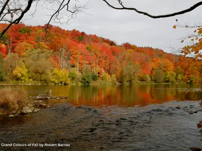 2020 Honourable Mention Photo - Riot of fall colours in the forest along the Grand River, taken by Robert Barnes