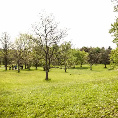 Open Greenspace In Lafortune Park