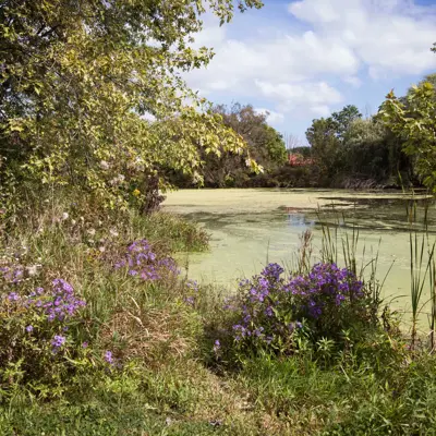 Pond In Dunnville Centennial Park