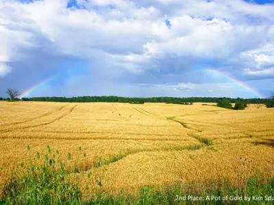 2022 2nd Place Photo - Full rainbow in a vivid blue and cloudy sky over a bright yellow wheat field, taken by Kim Spurr